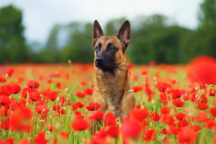 視界いっぱいの赤と緑の花に囲まれている犬