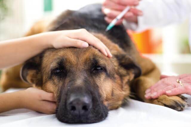 病気を治療している犬