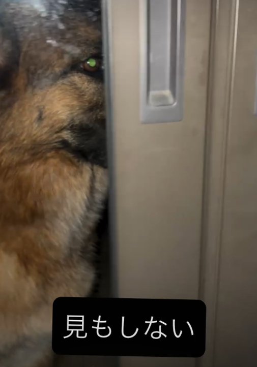横を向く犬1