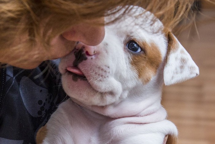 口元をなめようとする子犬