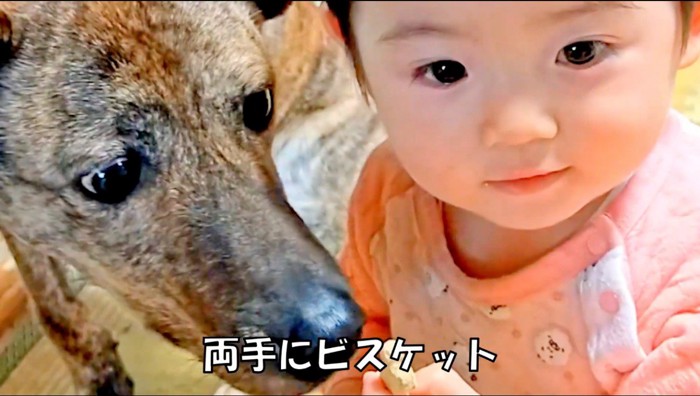 赤ちゃんの持つおやつを凝視する犬