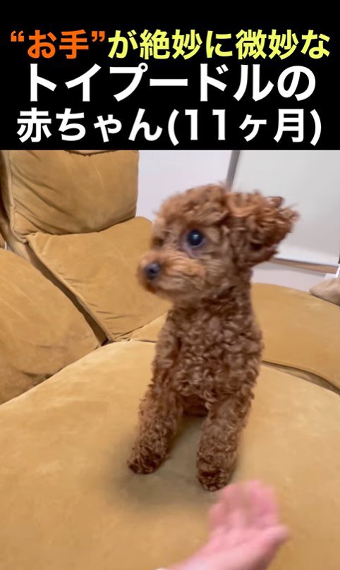 くぅちゃんの「おて」