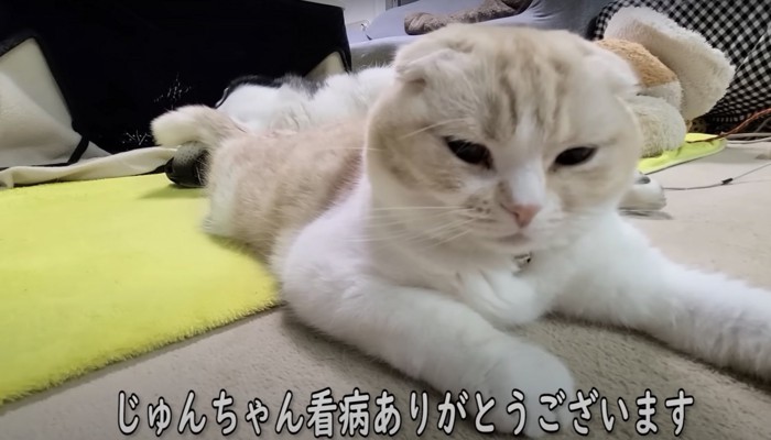 伏せをしている猫