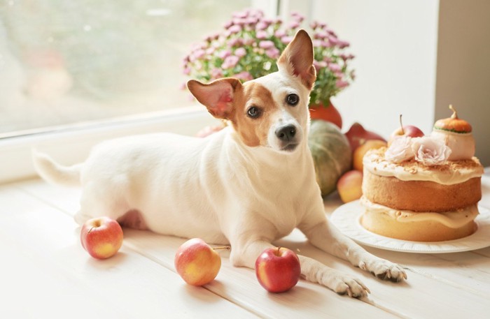 食品と犬