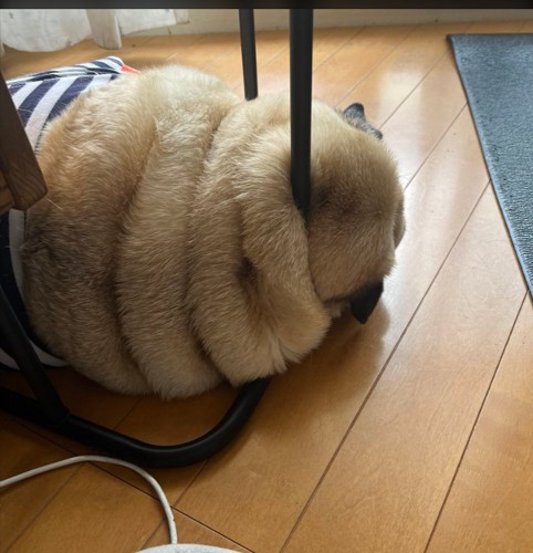 パグ