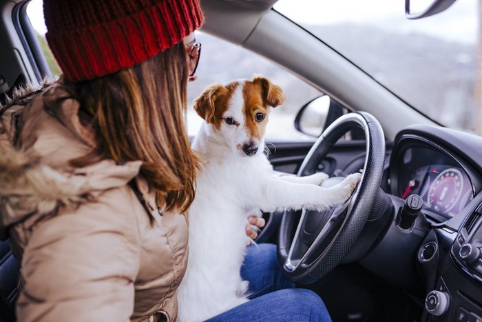 車の運転席にいる女性の膝に乗るジャックラッセルテリア