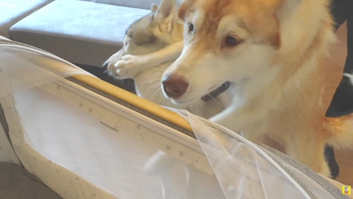 可愛い赤ちゃんに大興奮!