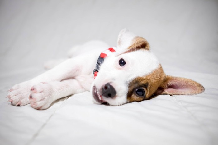 横たわる子犬