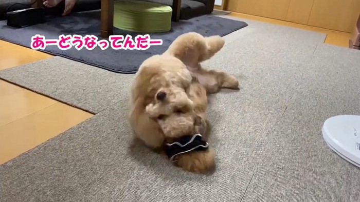 必死に取ろうとしています！