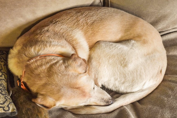 丸くなって眠る犬