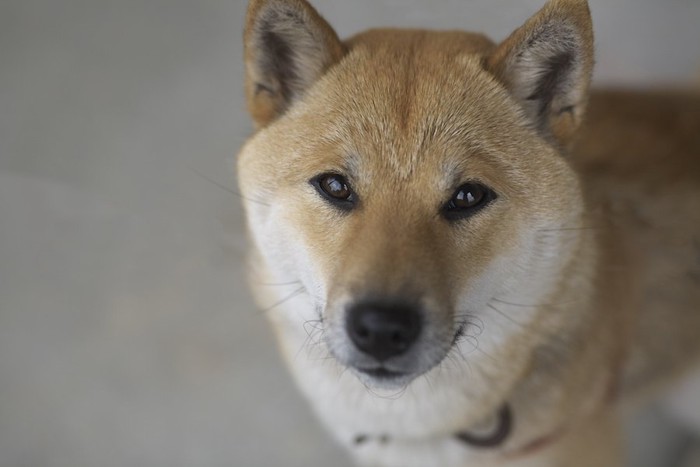 こちらを見つめる柴犬の顔のアップ