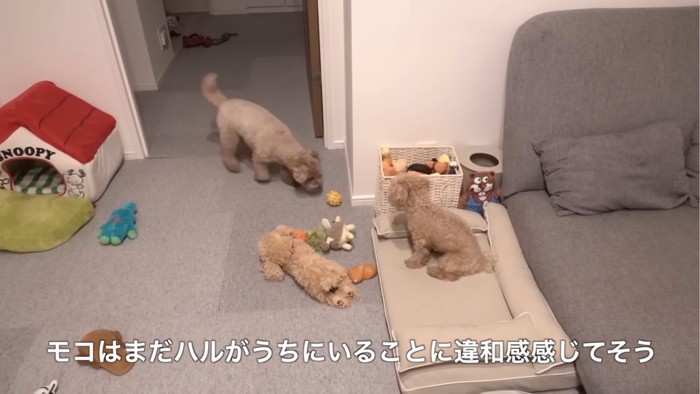 探索する犬と見つめる犬