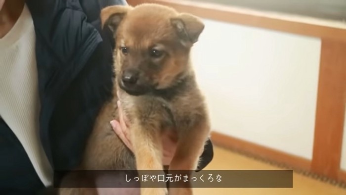 抱かれる犬