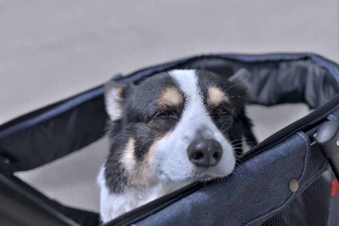 カートに乗って散歩する老犬