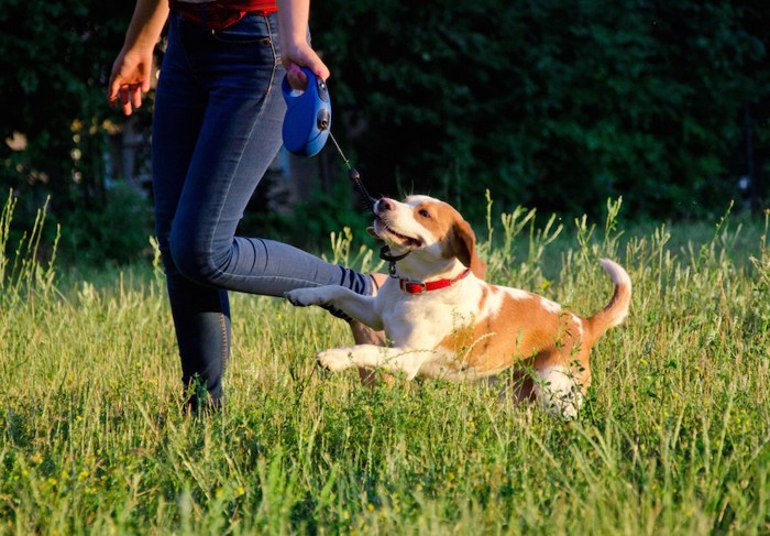 飼い主とお散歩を楽しむ子犬