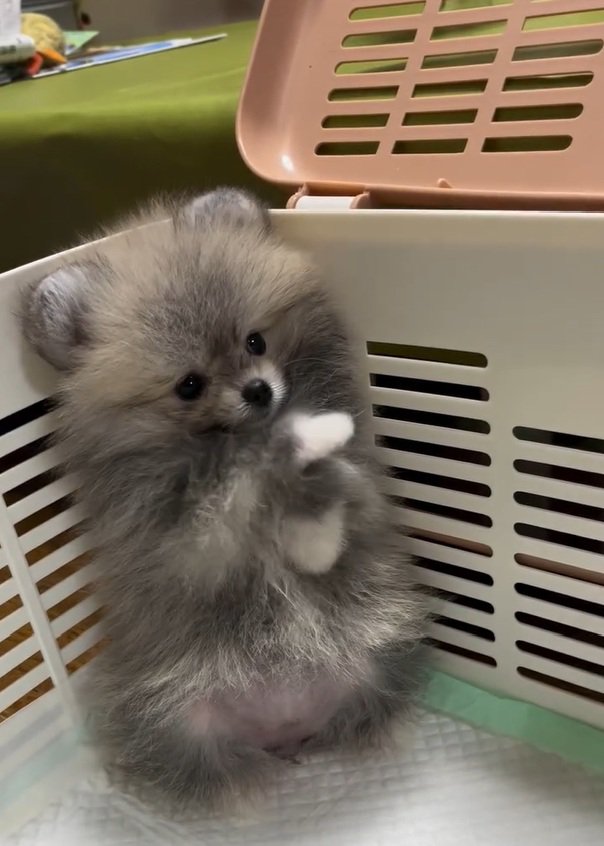 何度も挨拶するしらすちゃん