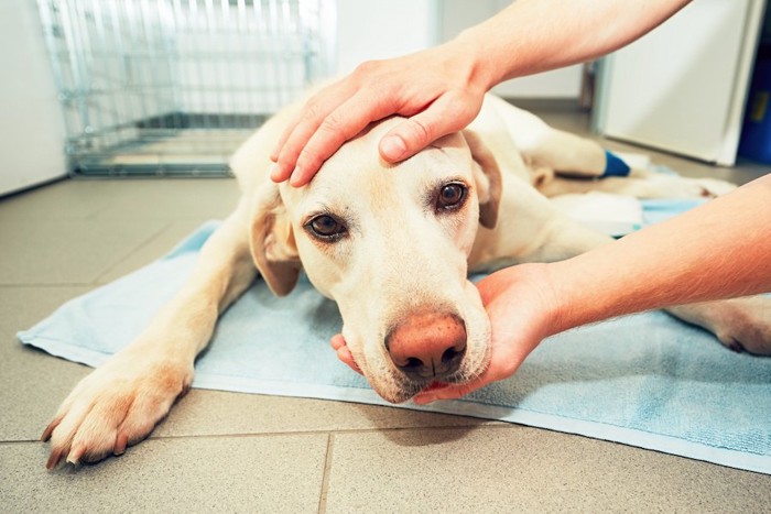 ペットシーツの上で休む犬を撫でる人の手