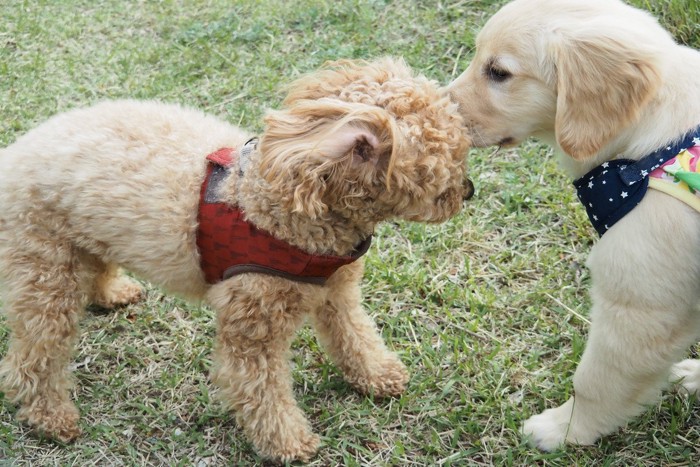 挨拶するゴールデンレトリバーの子犬