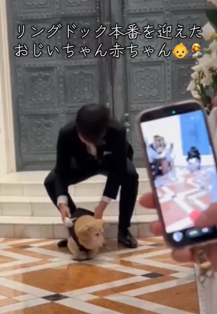 アタフタする犬1