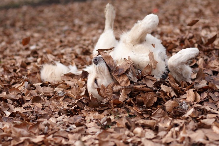 落ち葉の上で転がる犬