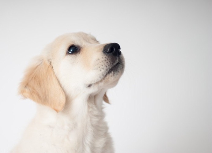 ゴールデンの子犬の横顔