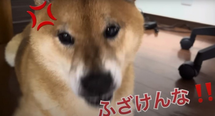 ふざけんなと怒る犬