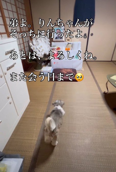 飼い主さんに会えたかな?