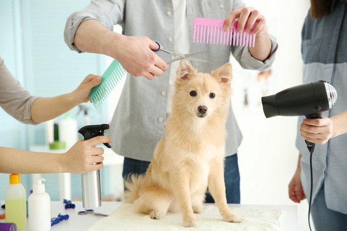 お手入れ用品に囲まれた犬