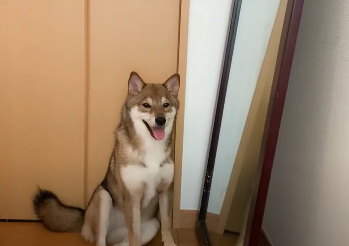 鏡の前にいる犬