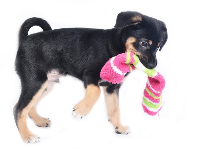 靴下を咥えて歩く小型犬