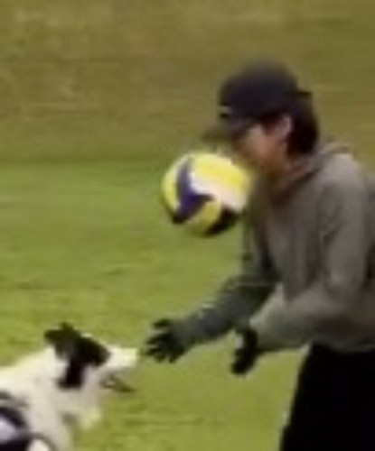 犬がパスしたボールが顔に当たった女性