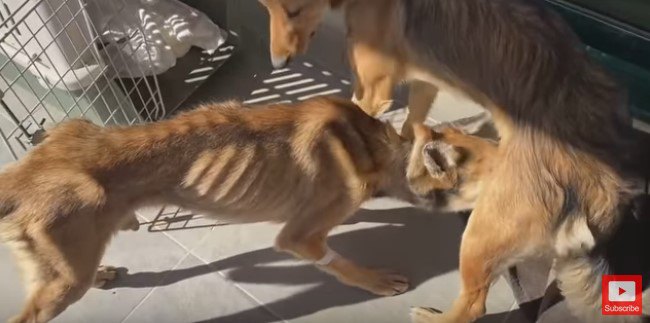 メス犬のにおいを嗅ぐ