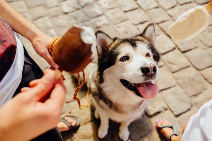 人が食べているアイスを見つめる犬