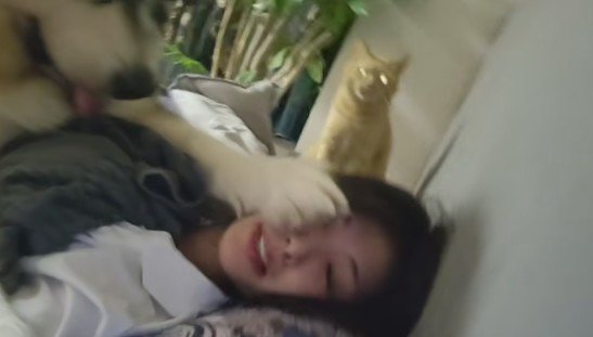 帰宅して猫を撫でたら…