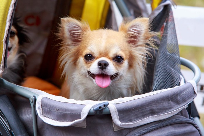 ペットカートに乗った柴犬