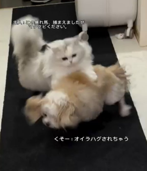 犬を捕まえる猫