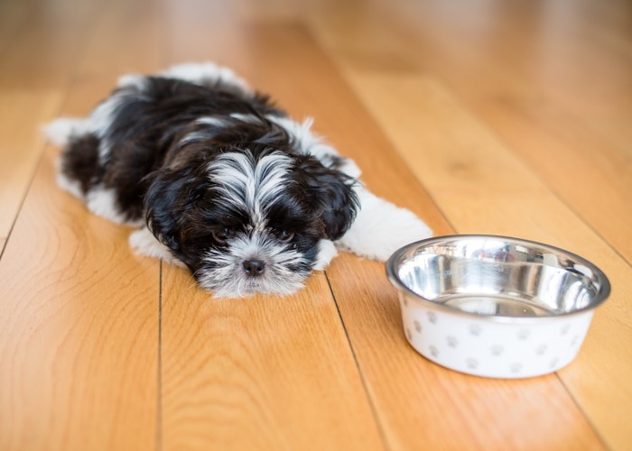 悲しげな表情で食器のそばに伏せている犬
