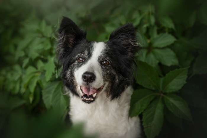 草陰から顔を出すボーダーコリーのシニア犬