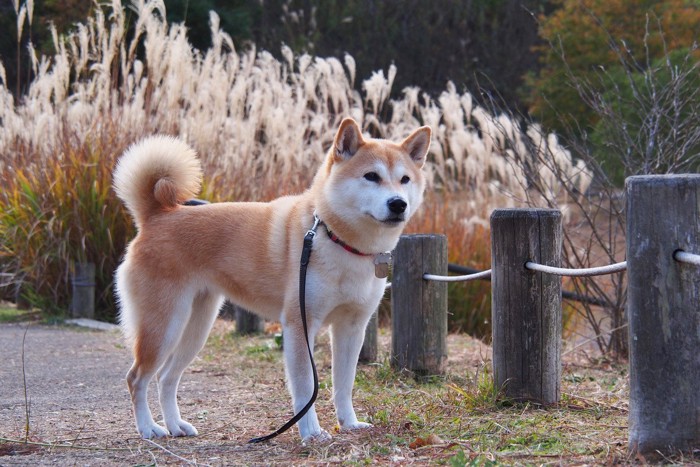 ススキと柴犬