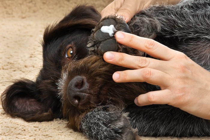 犬の肉球に保湿剤を塗る飼い主