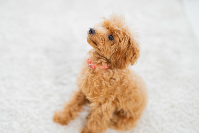 座って見上げるトイプードルの子犬