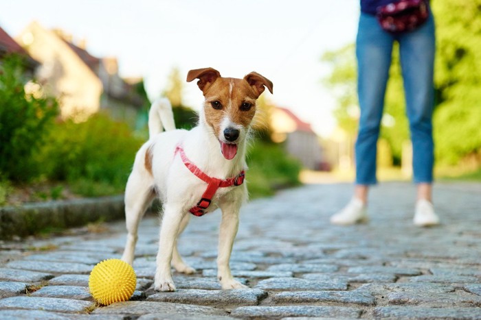 ノーリードで散歩する犬