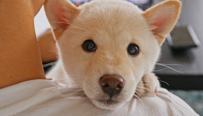 飼い主に抱き抱えられる子犬