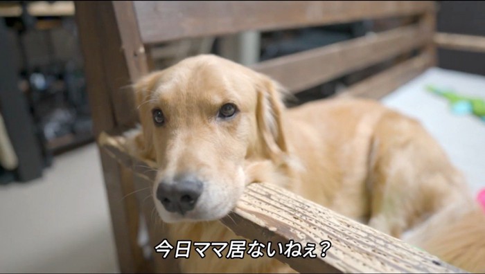 椅子の手すりにアゴを乗せる犬