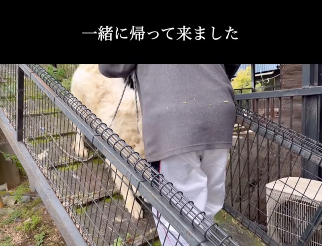 下りてくる超大型犬