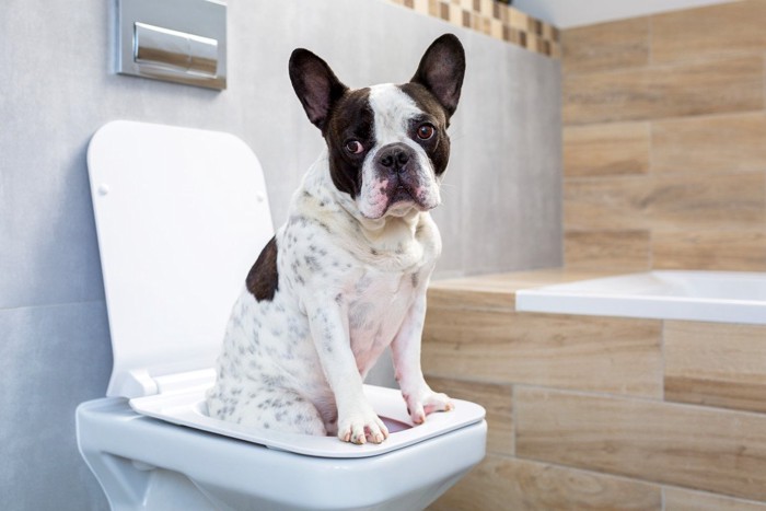 トイレの便器に入っている犬