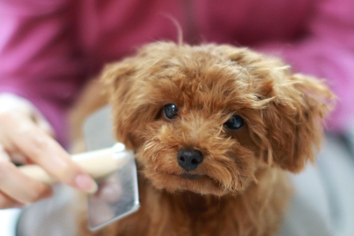 ブラッシングされている犬