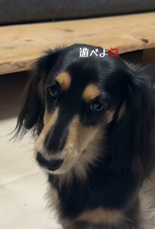 遊んでもらえなくて怒る紬ちゃん2