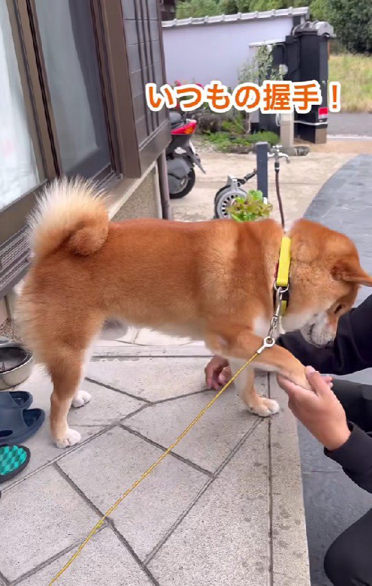 前足を差し出して挨拶