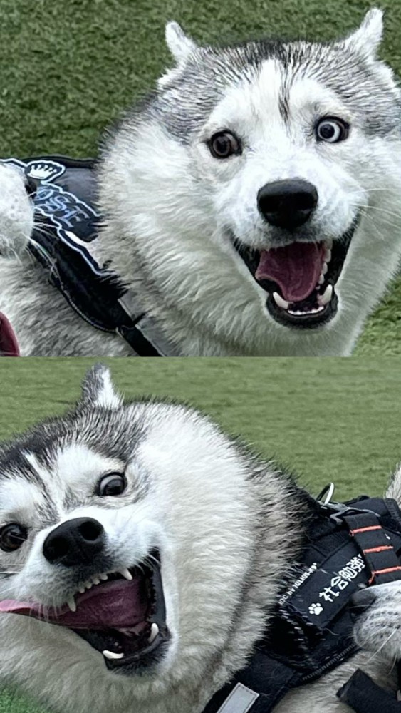 ワンプロ